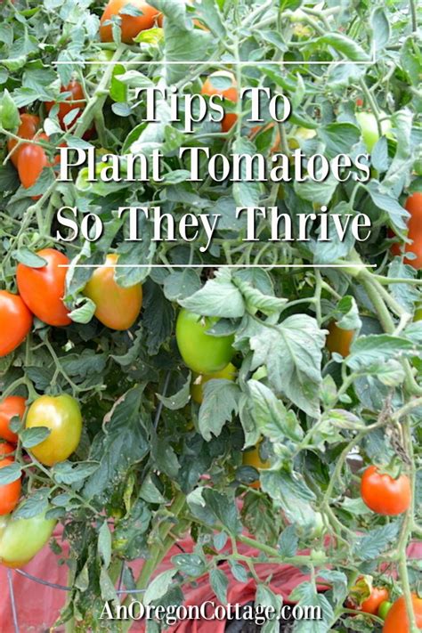 vegasavtomati.info|Right tricks can help tomatoes thrive .